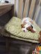 Cavapoo Puppies for sale in Sugarville, UT 84624, USA. price: $150,000