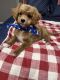 Cavapoo Puppies for sale in Richmond, IL 60071, USA. price: $1,850
