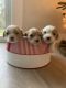 Cavapoo Puppies for sale in Bellingham, WA, USA. price: $2,500