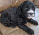 Cavapoo Puppies for sale in Jackson, TN, USA. price: $1,500