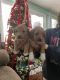 Cavapoo Puppies for sale in Scottsbluff, NE 69361, USA. price: NA