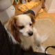 Cavapoo Puppies for sale in Canton, MI 48187, USA. price: NA