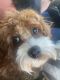 Cavapoo Puppies for sale in Washington, IN 47501, USA. price: NA