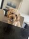 Cavapoo Puppies for sale in Los Angeles, CA, USA. price: $600