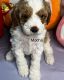 Cavapoo Puppies for sale in Atglen, PA, USA. price: $3,500