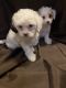 Cavapoo Puppies for sale in Morrisville, MO 65710, USA. price: NA