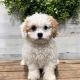 Cavapoo Puppies for sale in Charleston, SC, USA. price: $300