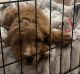 Cavapoo Puppies for sale in Bloomington, MN, USA. price: $3,800
