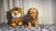 Cavapoo Puppies for sale in Memphis, TN, USA. price: $1,500
