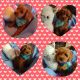 Cavapoo Puppies for sale in Frewsburg, NY 14738, USA. price: NA