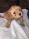 Cavapoo Puppies for sale in Jacksonville, FL 32244, USA. price: $1,200