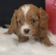 Cavapoo Puppies for sale in Dundee, OH 44624, USA. price: NA
