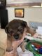 Cavapoo Puppies for sale in Goodyear, AZ, USA. price: NA