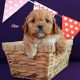 Cavapoo Puppies for sale in Syracuse, IN 46567, USA. price: NA