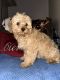 Cavapoo Puppies for sale in Orchard Park, NY 14127, USA. price: NA