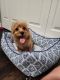 Cavapoo Puppies for sale in Lynnwood, WA, USA. price: NA