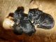 Cavapoo Puppies for sale in Williston, FL 32696, USA. price: NA
