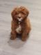 Cavapoo Puppies for sale in Washington, NJ 07882, USA. price: NA