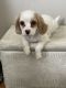 Cavapoo Puppies for sale in West Hollywood, CA, USA. price: $1,200