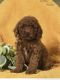 Cavapoo Puppies for sale in North Springfield, VA 22151, USA. price: NA