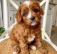 Cavapoo Puppies for sale in Los Angeles, CA, USA. price: $800