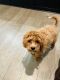 Cavapoo Puppies for sale in Southaven, MS, USA. price: NA