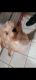 Cavapoo Puppies for sale in Round Lake Beach, IL, USA. price: $500