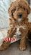 Cavapoo Puppies for sale in Akron, OH, USA. price: NA