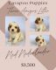 Cavapoo Puppies for sale in Mesa, AZ, USA. price: $3,000