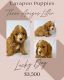 Cavapoo Puppies for sale in Mesa, AZ, USA. price: $3,000
