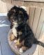 Cavapoo Puppies for sale in Virginia, MN, USA. price: $600