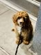 Cavapoo Puppies for sale in New York, NY, USA. price: $2,500