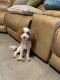 Cavapoo Puppies for sale in Katy, TX, USA. price: NA