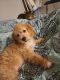 Cavapoo Puppies for sale in Gurnee, IL, USA. price: $879