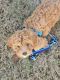 Cavapoo Puppies for sale in Schertz, TX, USA. price: NA