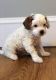 Cavapoo Puppies for sale in Manheim, PA 17545, USA. price: NA
