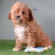 Cavapoo Puppies for sale in Syracuse, IN 46567, USA. price: $795