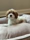 Cavapoo Puppies for sale in Evans, GA, USA. price: NA
