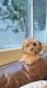 Cavapoo Puppies for sale in Torrance, CA, USA. price: $3,000
