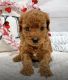 Cavapoo Puppies for sale in Thornton, CO, USA. price: $3,000