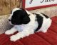 Cavapoo Puppies for sale in Clare, MI 48617, USA. price: NA