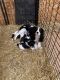 Cavapoo Puppies for sale in Clare, MI 48617, USA. price: $800