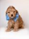 Cavapoo Puppies for sale in Georgetown, TX, USA. price: $2,000