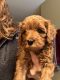 Cavapoo Puppies for sale in Farmville, VA 23901, USA. price: NA