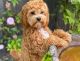 Cavapoo Puppies for sale in Las Vegas, NV, USA. price: NA