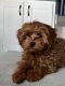 Cavapoo Puppies for sale in Clyde, NC 28721, USA. price: $1,200
