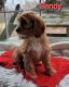 Cavapoo Puppies for sale in Holton, MI 49425, USA. price: NA