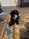 Cavapoo Puppies for sale in Canton, MI, USA. price: NA