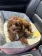Cavapoo Puppies for sale in Middletown, DE, USA. price: $1,200