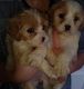 Cavapoo Puppies for sale in Penny Rd, High Point, NC, USA. price: $400